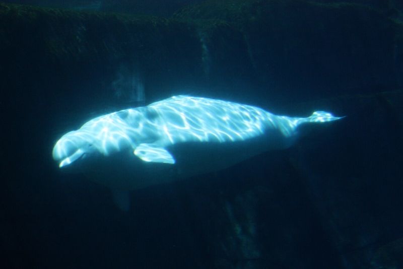 Vancouver Aquarium, Canada - #20 best aquariums in the world