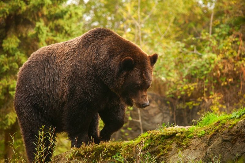 Woodland Park Zoo, USA