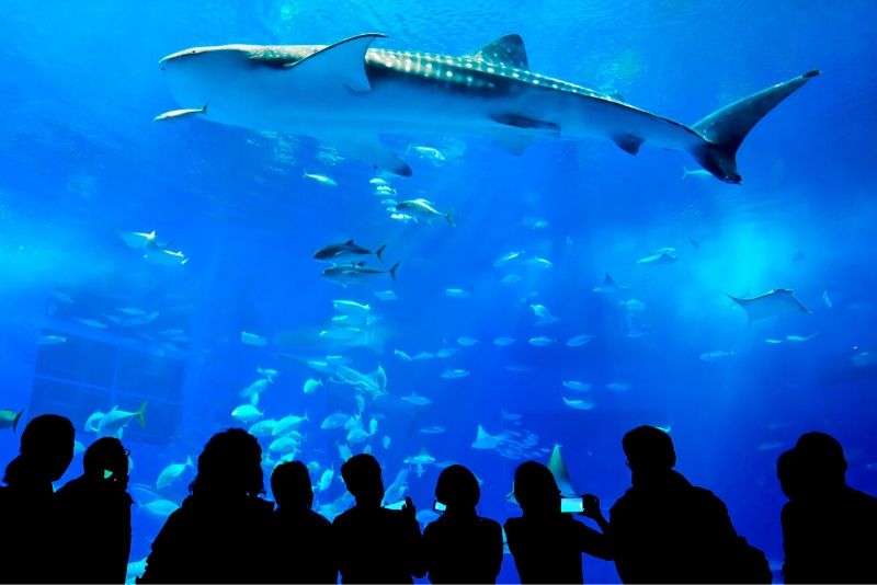 50 Best Aquariums in the World 2024 - TourScanner