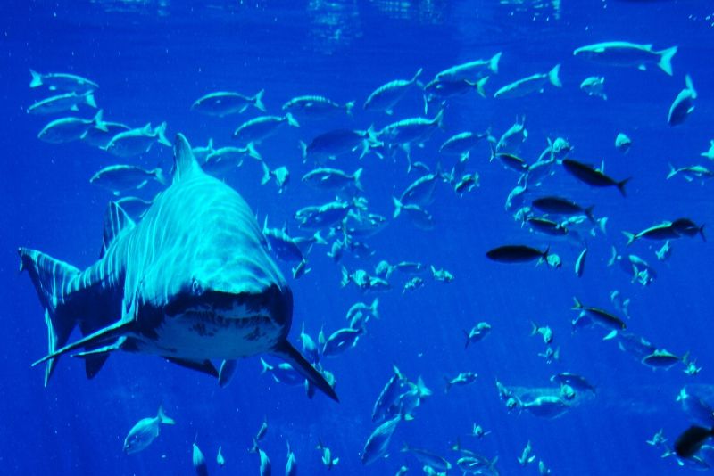 uShaka Marine World, South Africa - #18 best aquariums in the world