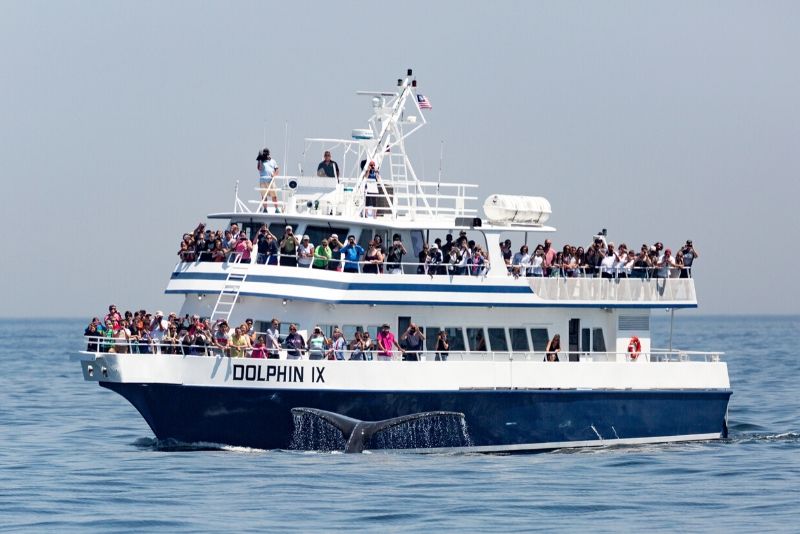 Update 85+ whale watching boston best - in.iedunet.edu.vn