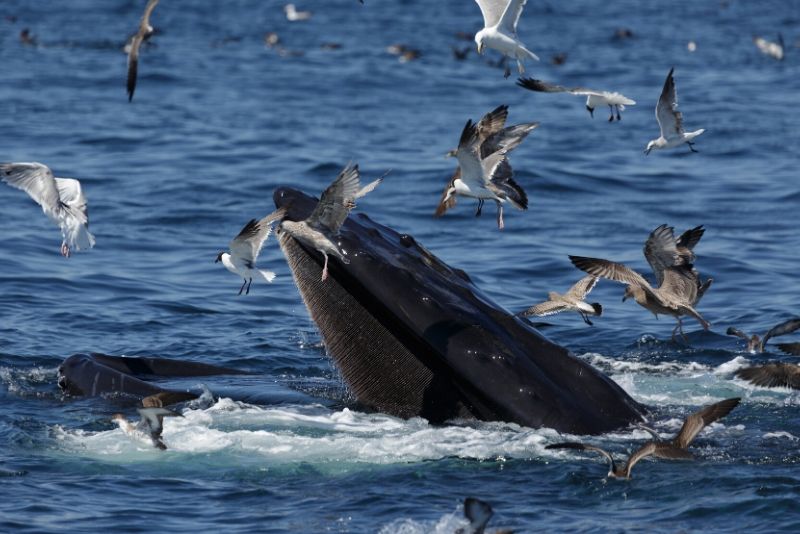 whale watching boston