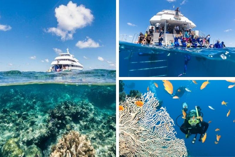 best outer reef cruise cairns