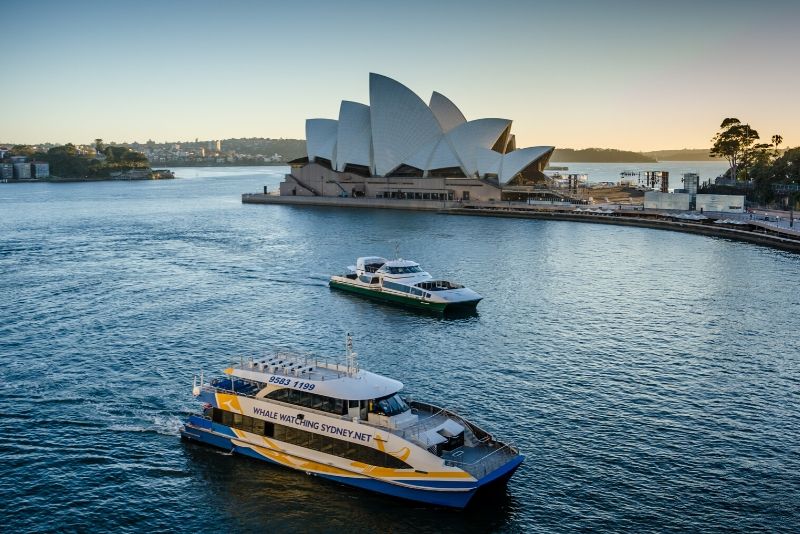 whale watch cruise sydney harbour