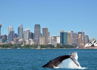 Sydney whale watching cruise