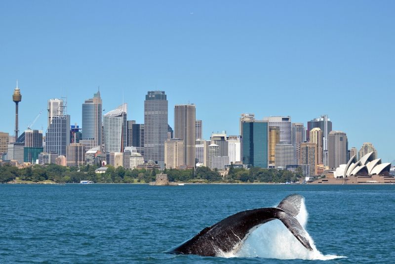 Sydney Whale Watching Cruise - How much Does it Cost? - TourScanner