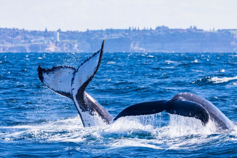 Sydney whale watching tips