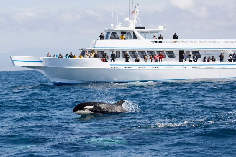 Vancouver Whale Watching Cruise How much Does it Cost?