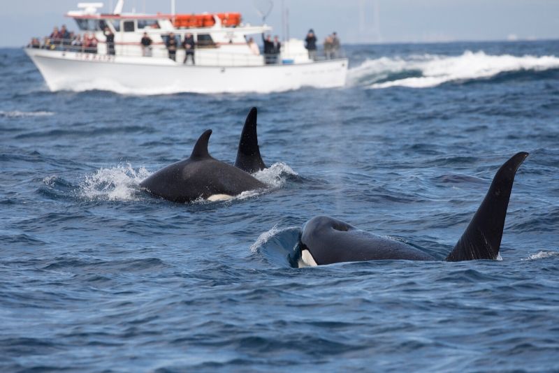 Vancouver Whale Watching Cruise - How much Does it Cost?