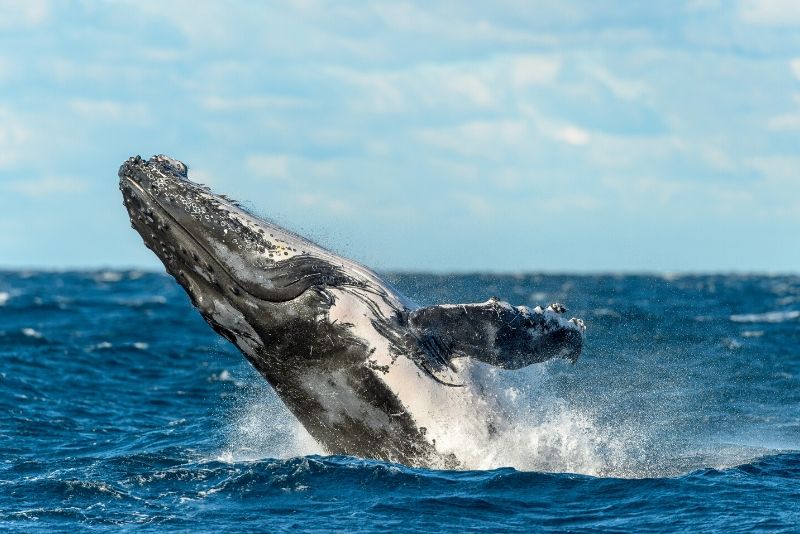 best time of year for whale watching in Sydney