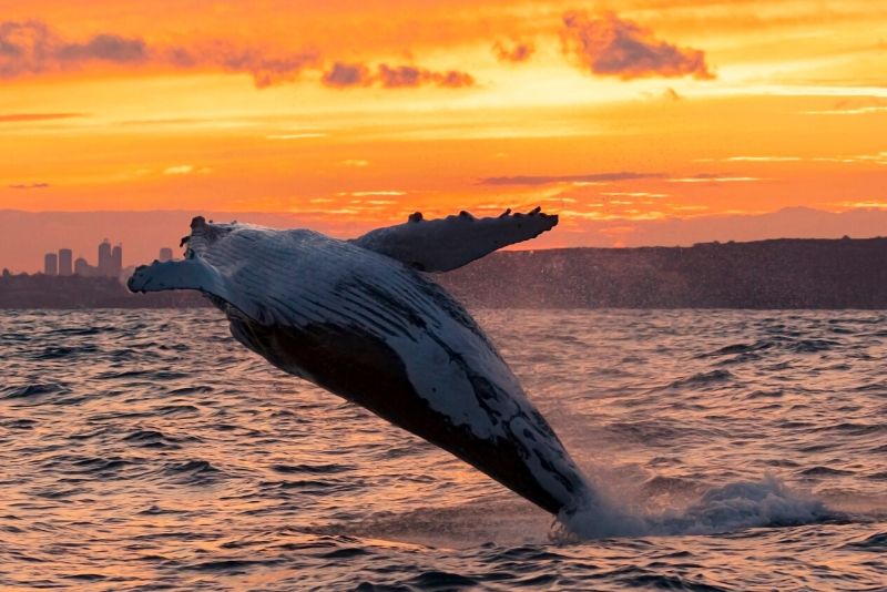 types of whales to see in Sydney