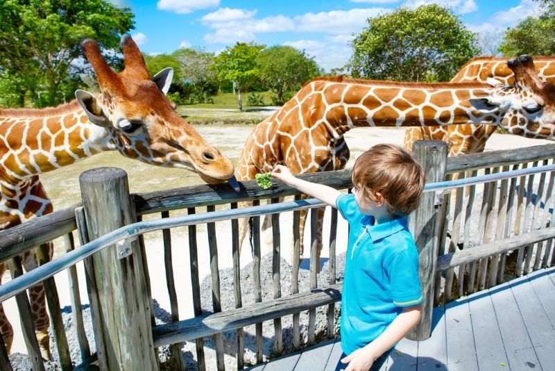 wildlife safari miami