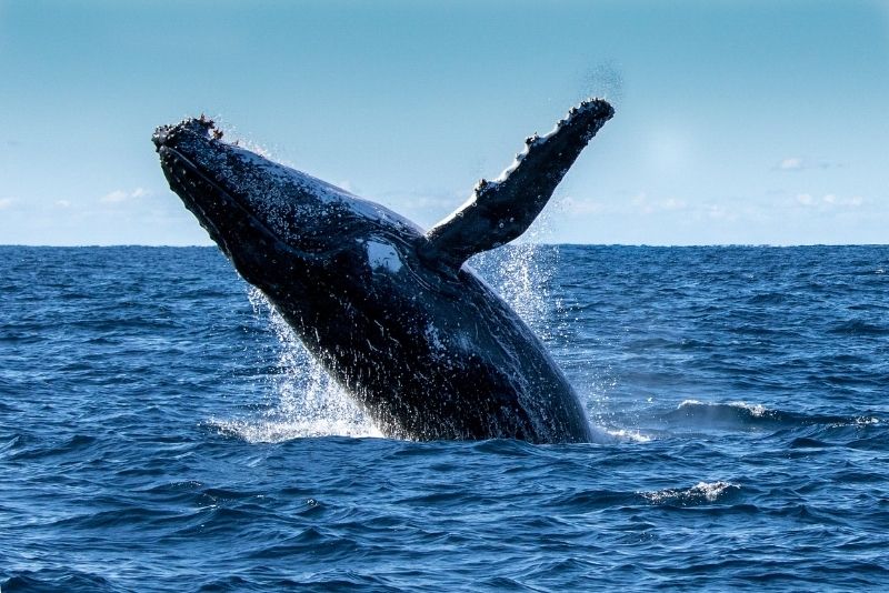 whale watching in San Diego, California