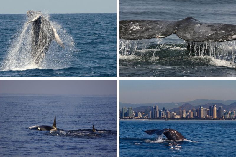 whale watching tours in San Diego
