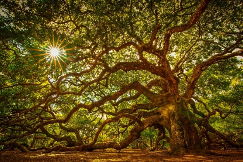 Angel Oak, Johns Island