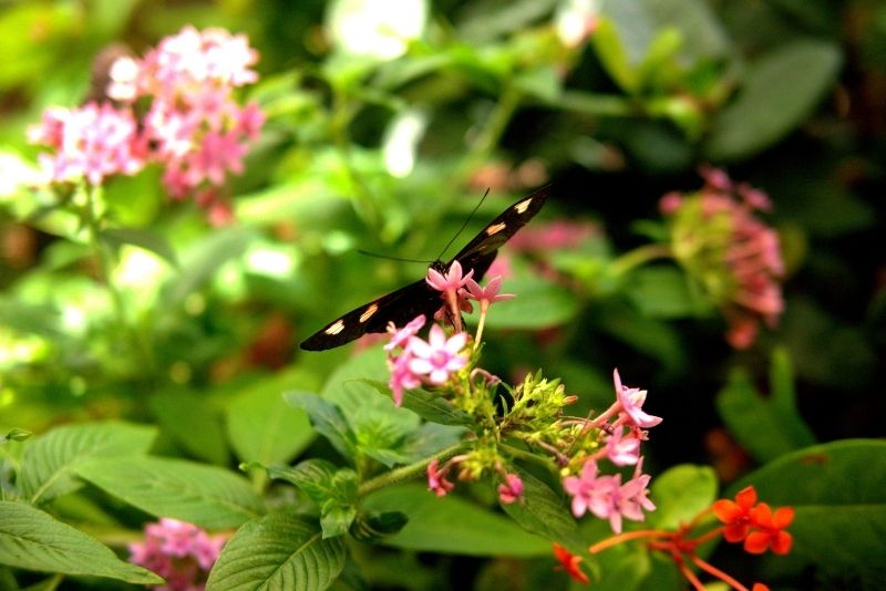 Audubon Butterfly Garden & Insectarium, New Orleans