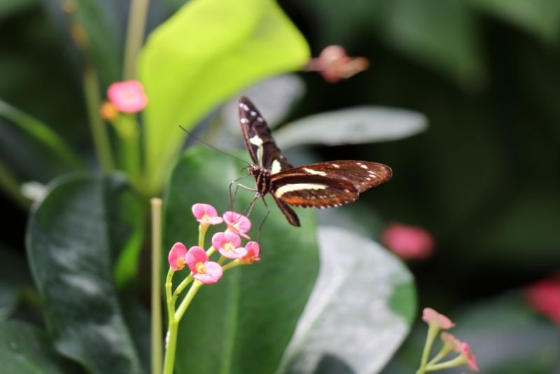 Key West Butterfly and Nature Conservatory, Florida