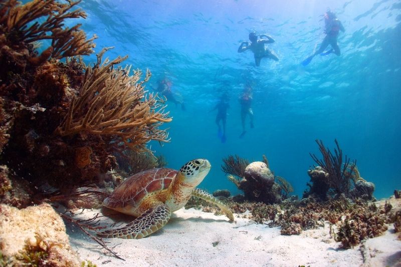 snorkeling with turtles in Cancun, Mexico