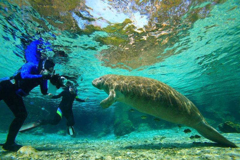 swim with manatees at Crystal River