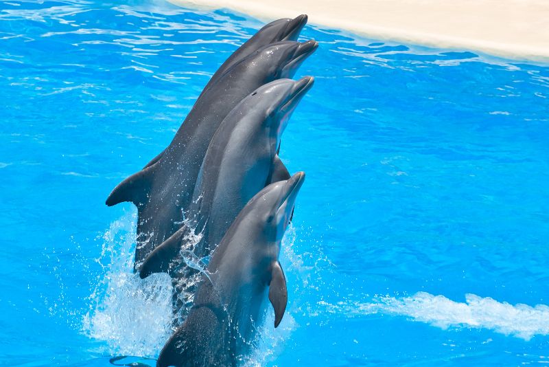 Dubai Dolphinarium, United Arab Emirates
