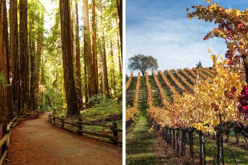 Full-Day Muir Woods with Napa and Sonoma Wine Tour