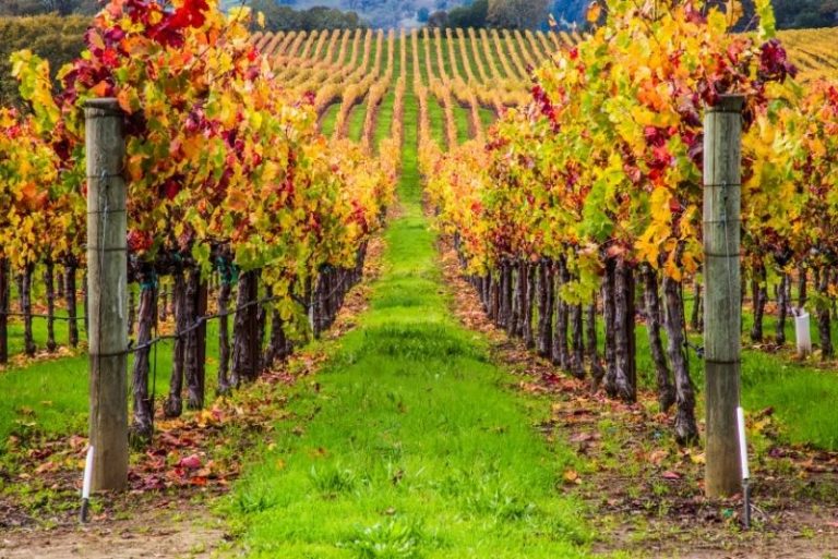 18 Best Napa Valley Wine Tours TourScanner