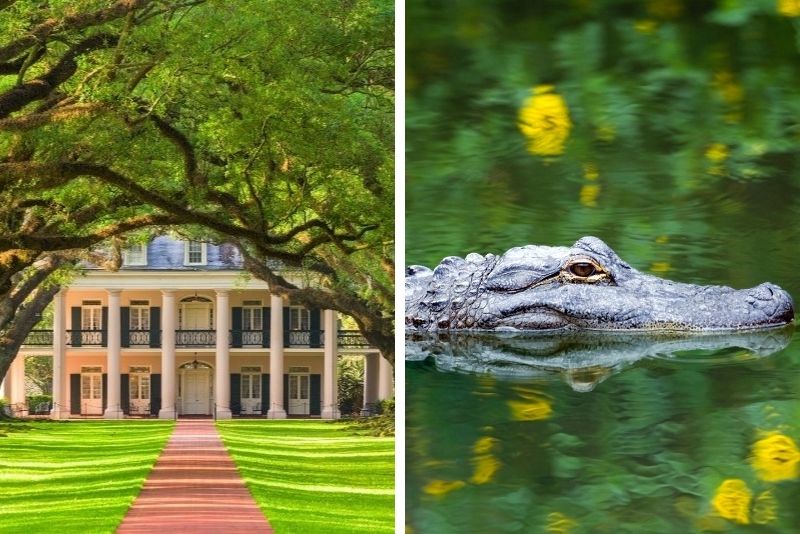 Oak Alley Plantation and Swamp Boat Tour from New Orleans