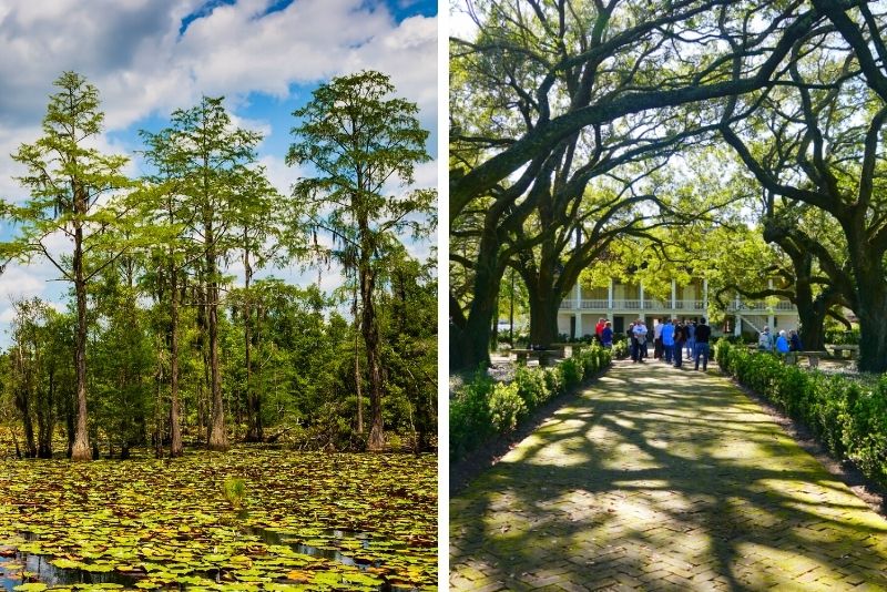 Whitney Plantation and Swamp Tour Combo