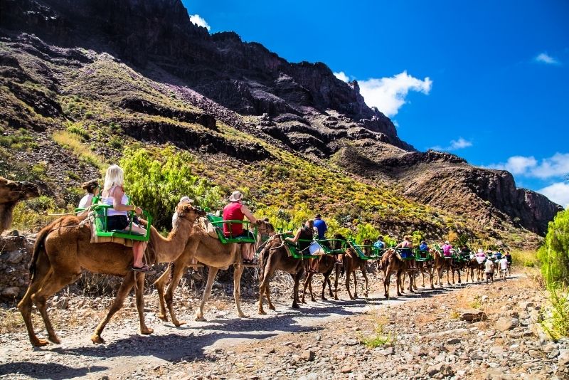 camel safari gran canaria photos