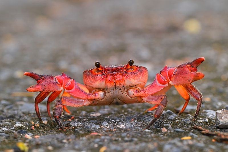 chasse au crabe à Dubaï