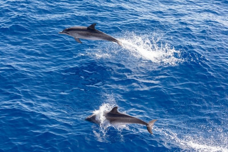 Delphin beobachtet Teneriffa