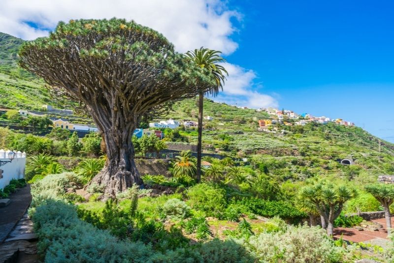 albero del drago Tenerife