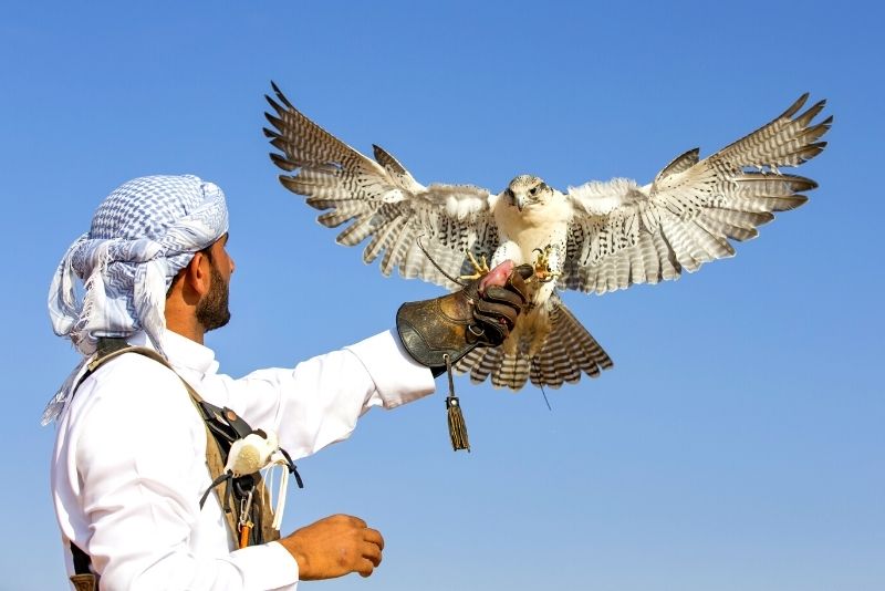 fauconnerie à Dubaï