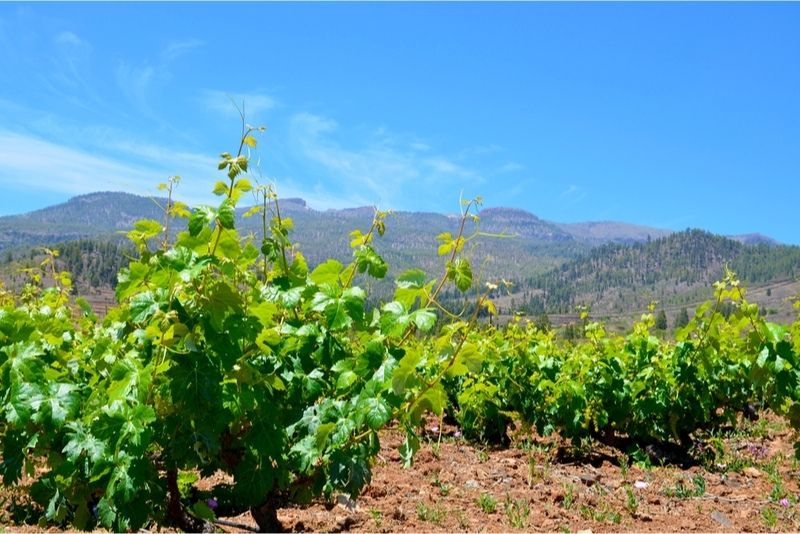vineyards Tenerife