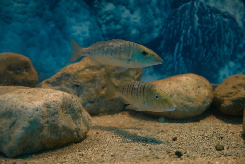 Corfu Aquarium