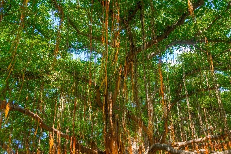 Lahaina’s Banyan Tree, Maui