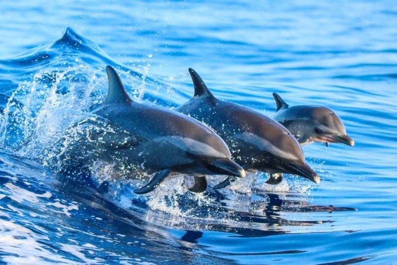 swim with dolphins, Lanai Island, Maui
