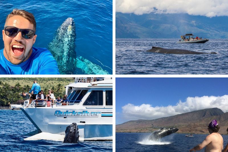 whale watching cruises in Maui