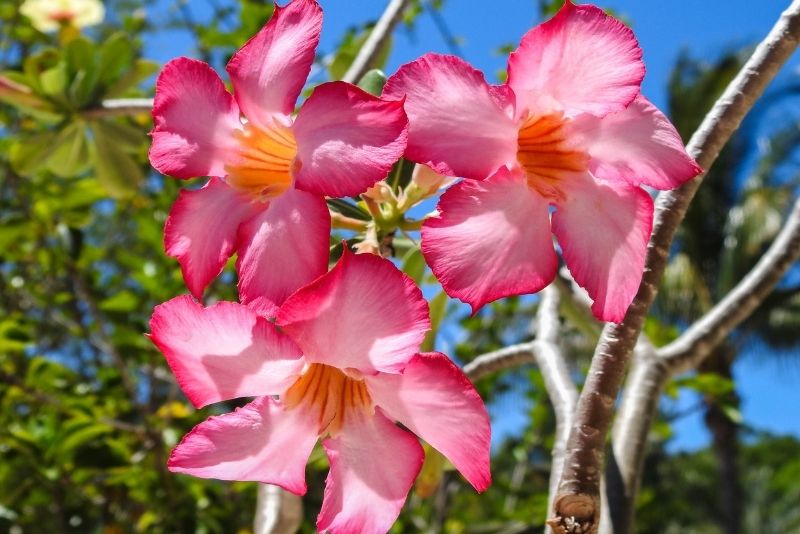 Florida Botanical Gardens, Tampa