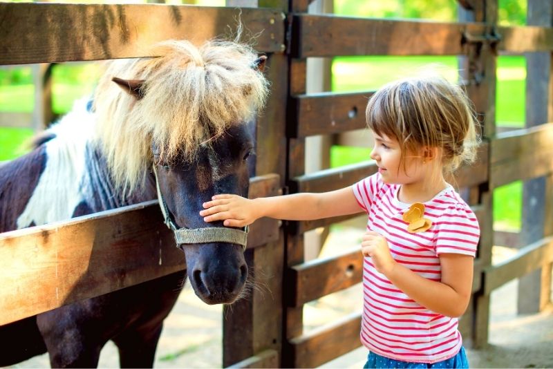 HorsePower for Kids & Animal Sanctuary, Tampa