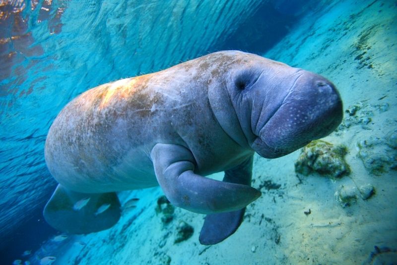 Manatee Viewing Center, Tampa