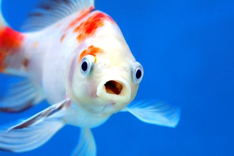 UGA Marine Education Center and Aquarium, Savannah