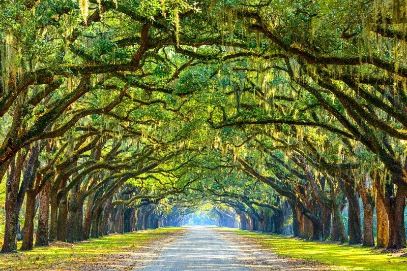 Wormsloe Plantation, Savannah