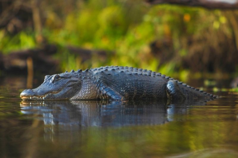 alligator canoeing tour near Tampa