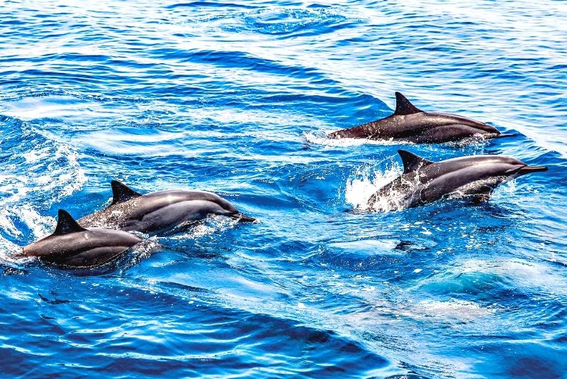 dolphin-watching cruise from Tampa
