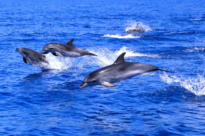 dolphin watching in Savannah