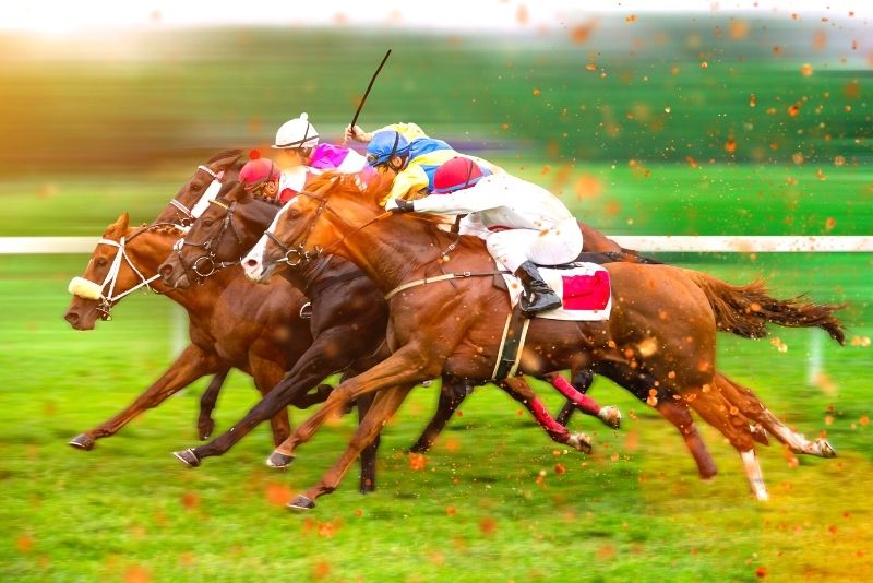 horse racing at Tampa Bay Downs