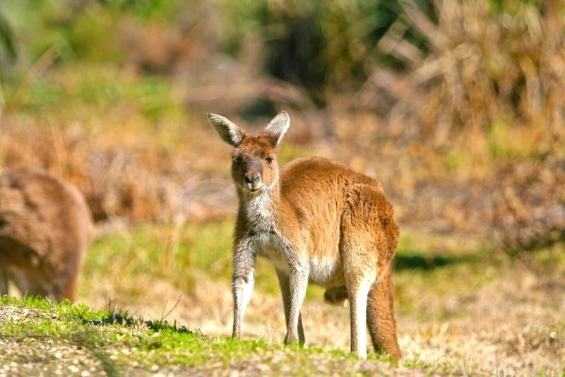 kangaroo at Yanchep National Park