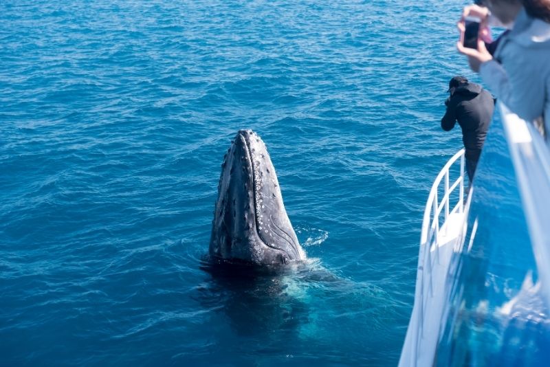 whale watching in Brisbane