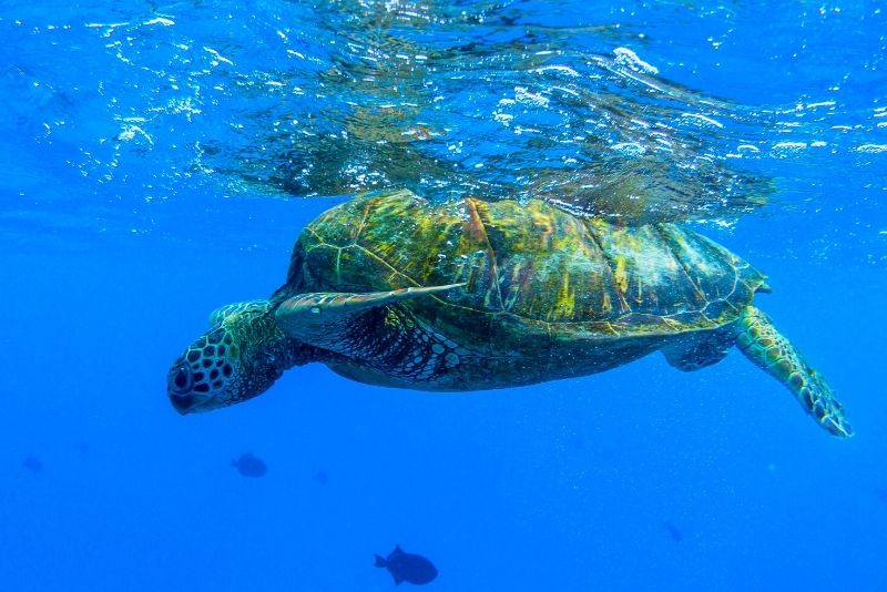 Turtle Canyon, Oahu, Hawaii